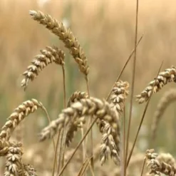 Olio di germe di grano
