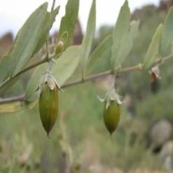 Olio di jojoba