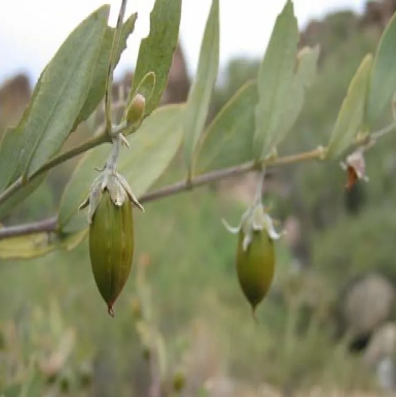 Olio di jojoba
